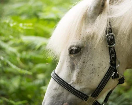Beautiful Horse Posing for Camera Stock Photos