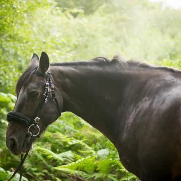 Beautiful Horse Posing for Camera Stock Photos