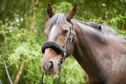 Beautiful Horse Posing for Camera Stock Photos
