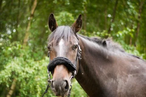 Beautiful Horse Posing for Camera Stock Photos