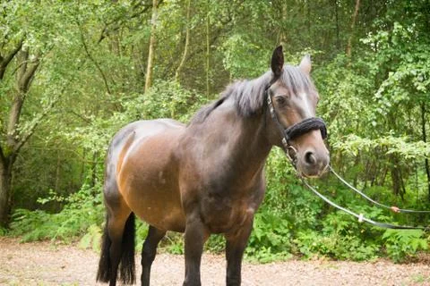 Beautiful Horse Posing for Camera Stock Photos