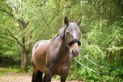 Beautiful Horse Posing for Camera Stock Photos