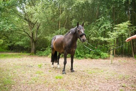 Beautiful Horse Posing for Camera Stock Photos