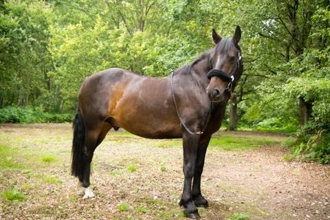 Beautiful Horse Posing for Camera Stock Photos