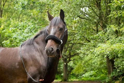 Beautiful Horse Posing for Camera Stock Photos