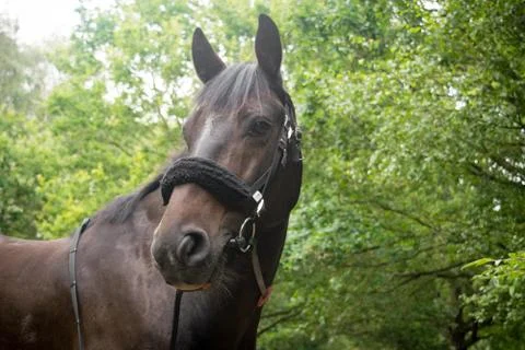 Beautiful Horse Posing for Camera Stock Photos