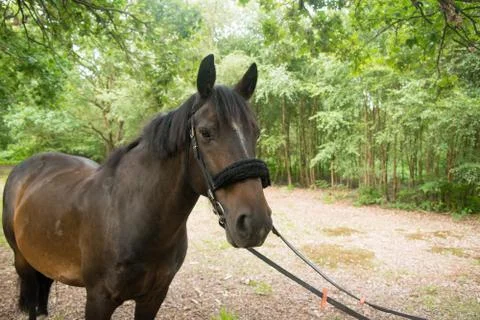 Beautiful Horse Posing for Camera Stock Photos