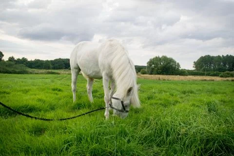 Beautiful Horse Posing for Camera Stock Photos