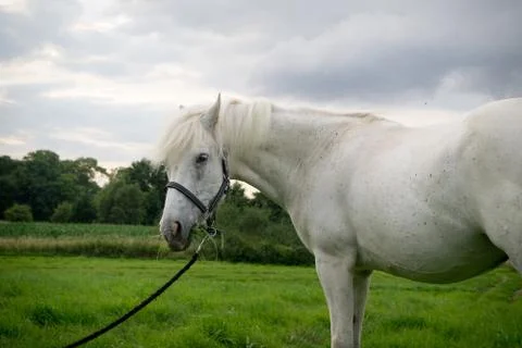Beautiful Horse Posing for Camera Stock Photos