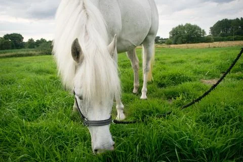 Beautiful Horse Posing for Camera Stock Photos