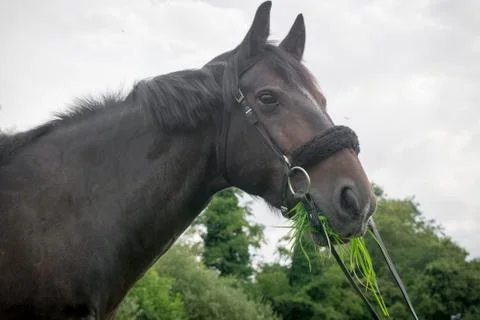 Beautiful Horse Posing for Camera Stock Photos