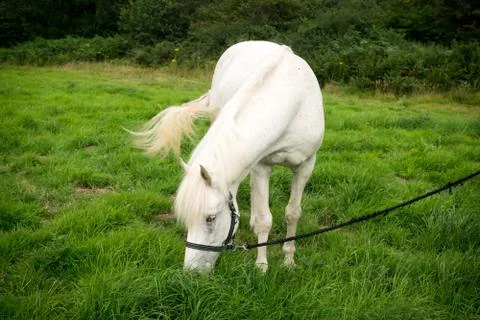 Beautiful Horse Posing for Camera Stock Photos