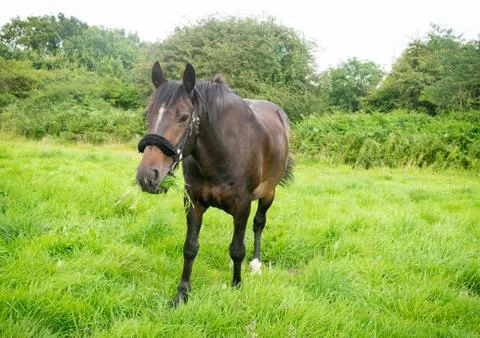 Beautiful Horse Posing for Camera Stock Photos