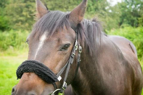 Beautiful Horse Posing for Camera Stock Photos