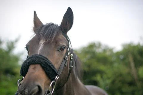 Beautiful Horse Posing for Camera Stock Photos