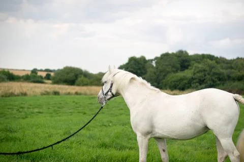 Beautiful Horse Posing for Camera Stock Photos