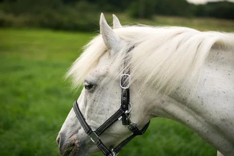 Beautiful Horse Posing for Camera Stock Photos