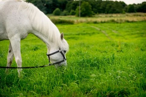 Beautiful Horse Posing for Camera Stock Photos