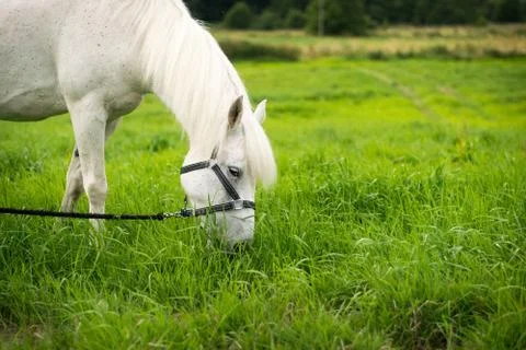 Beautiful Horse Posing for Camera Stock Photos
