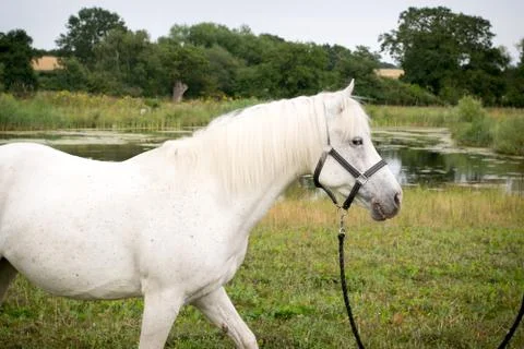 Beautiful Horse Posing for Camera Stock Photos