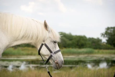 Beautiful Horse Posing for Camera Stock Photos