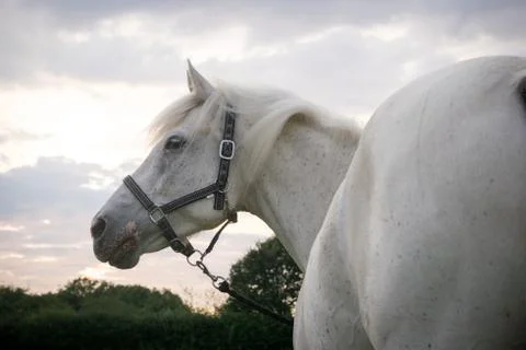 Beautiful Horse Posing for Camera Stock Photos