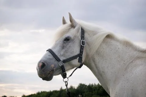 Beautiful Horse Posing for Camera Stock Photos