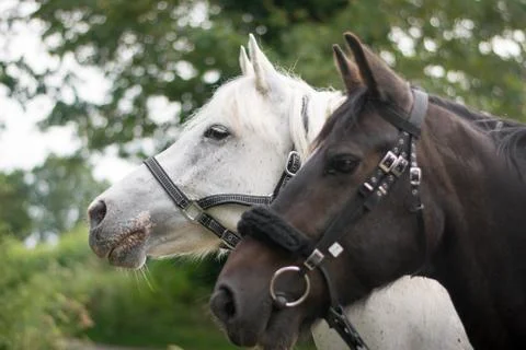 Beautiful Horse Posing for Camera Stock Photos