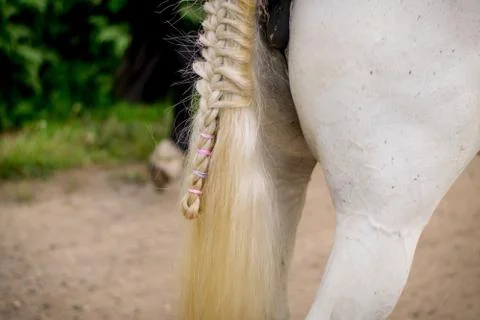Beautiful Horse Posing for Camera Stock Photos
