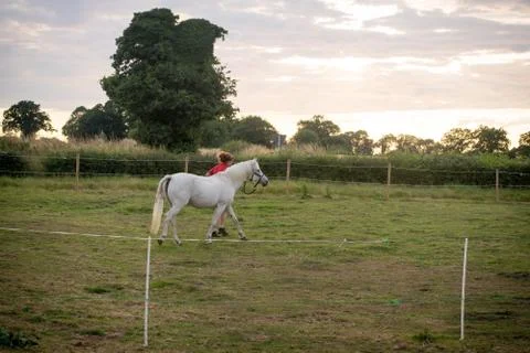 Beautiful Horse Posing for Camera Stock Photos