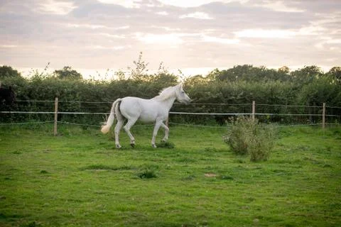 Beautiful Horse Posing for Camera Stock Photos