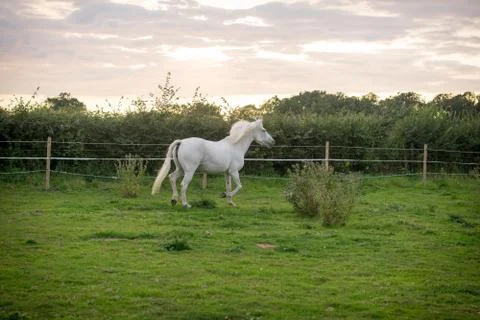 Beautiful Horse Posing for Camera Stock Photos