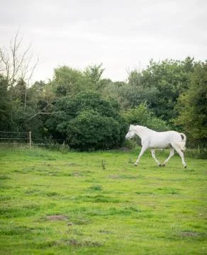 Beautiful Horse Posing for Camera Stock Photos