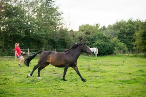 Beautiful Horse Posing for Camera Stock Photos