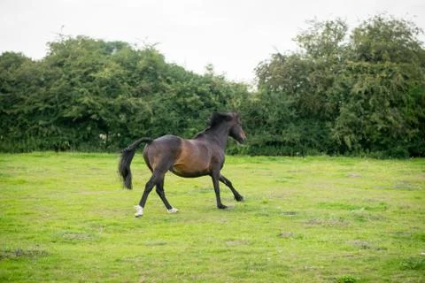 Beautiful Horse Posing for Camera Stock Photos