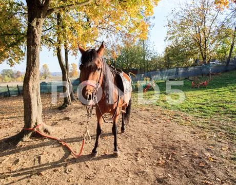 Beautiful Horse on rural farm at autumn day Stock Photos