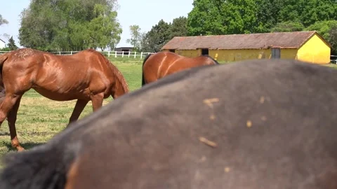 Beautiful horses 11 Stock Footage 301439731
