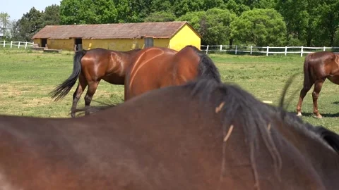 Beautiful horses 12 Stock Footage 301446980