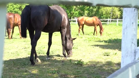 Beautiful horses 13 Stock Footage 301439734