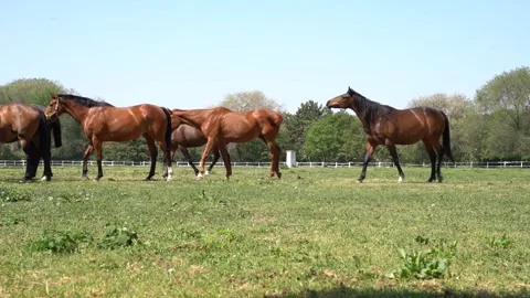 Beautiful horses 2 Stock Footage 301438925