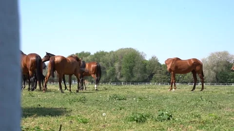 Beautiful horses 3 Stock Footage 301439084