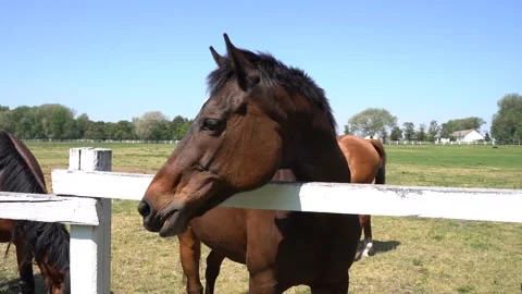 Beautiful horses 5 Stock Footage 301440967