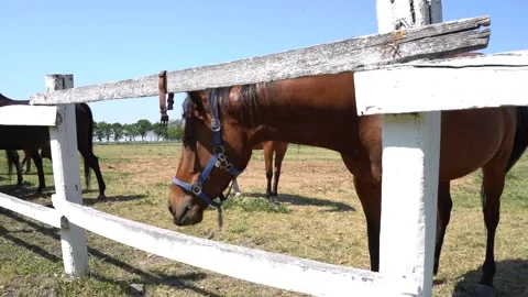 Beautiful horses 6 Stock Footage 301439079