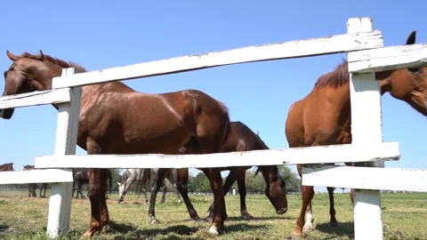 Beautiful horses 8 Stock Footage 301439181