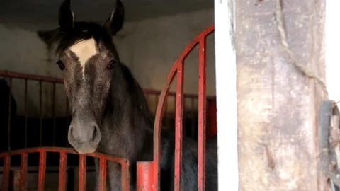 Beautiful Horses in the Barn 스톡 동영상 99182151