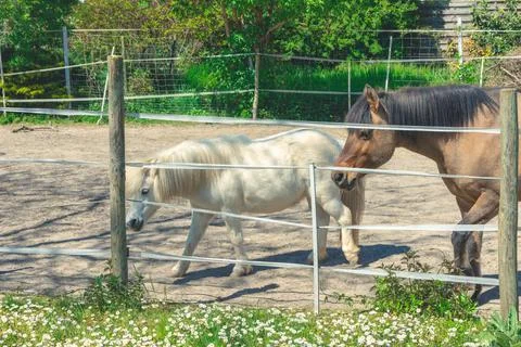 Beautiful horses behind a split-rail fence on the farmland Stock Photos