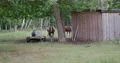Beautiful horses closeup at farmland meadow shelter at summer day stock footage 4k or 4k+ Resolution