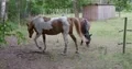 Beautiful horses closeup at farmland meadow shelter at summer day stock footage 4k or 4k+ Resolution