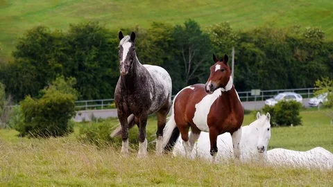 Beautiful horses curiously looking into the camera. Stock Footage 72821965