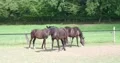 Beautiful horses on a farmland meadow at sunny summer day stock footage 4k or 4k+ Resolution
